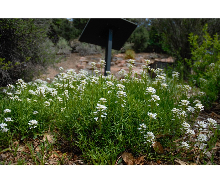 Snowflake Candytuft